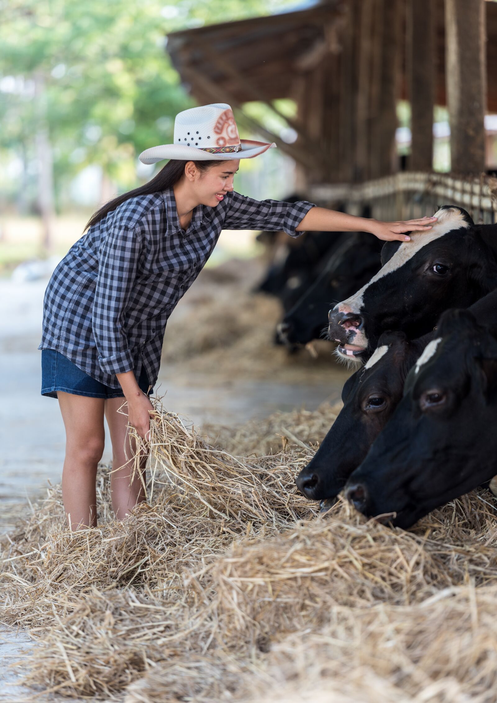 Nikon D810 sample photo. Animals, the cow, dry photography