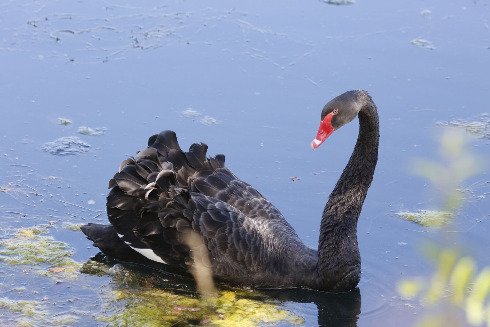 Canon EOS 5D Mark III sample photo. Black, swan, water bird photography
