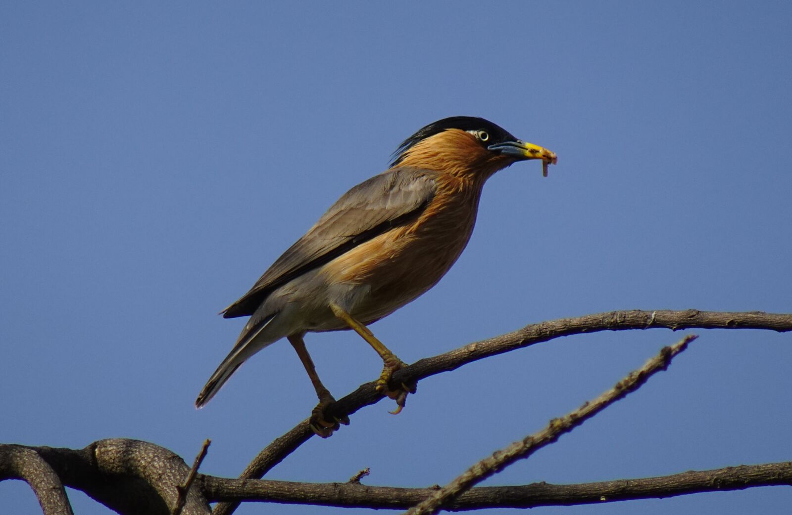 Sony DSC-WX800 sample photo. Bird, aves, brahminy myna photography