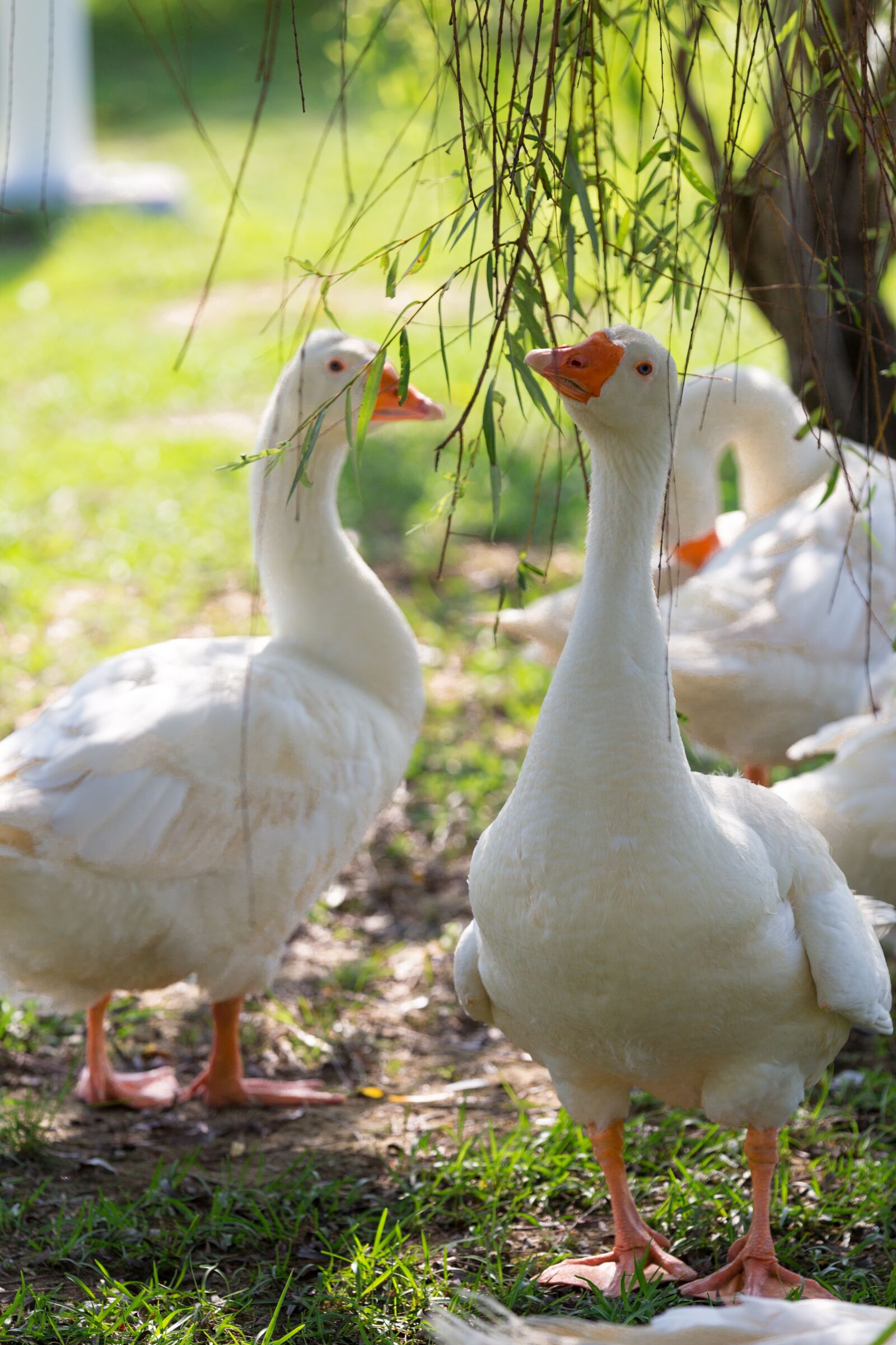 Canon EOS 6D sample photo. Duck, swan, animal photography