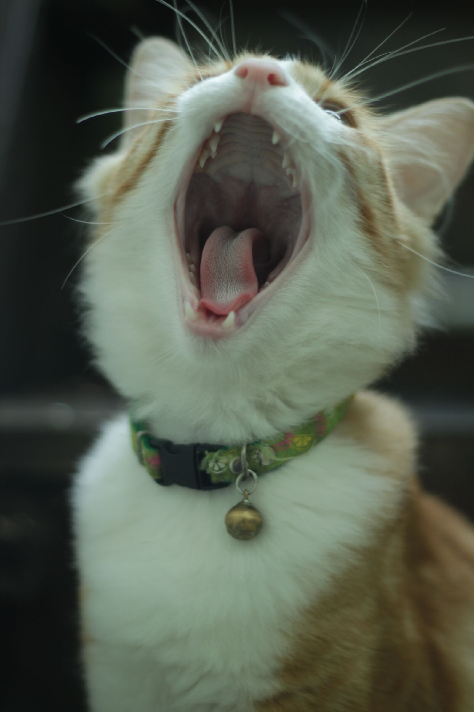 Canon EOS 500D (EOS Rebel T1i / EOS Kiss X3) sample photo. Cat, mouth, teeth photography