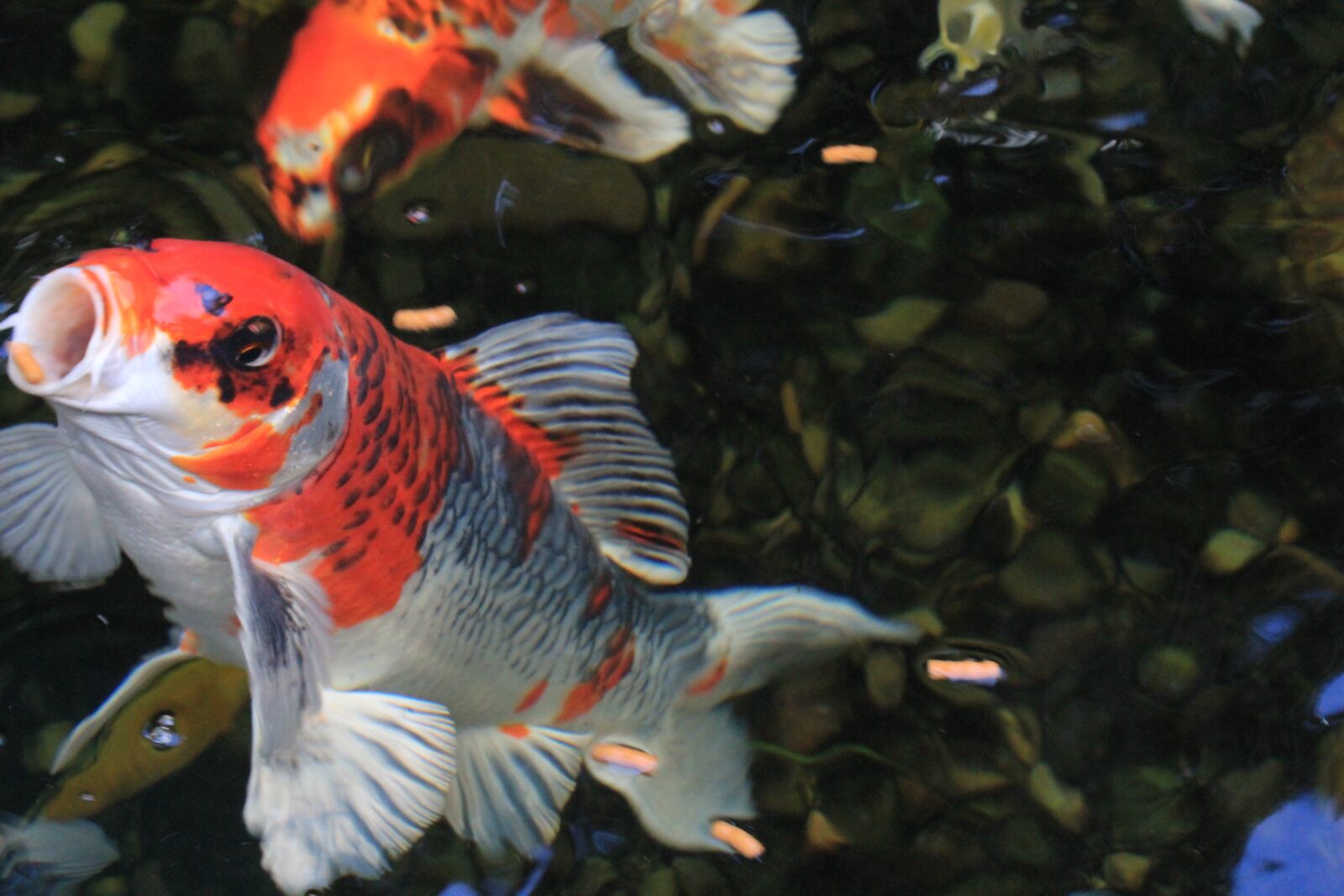 Tamron SP AF 60mm F2 Di II LD IF Macro sample photo. Fish, koi, koi, fishes photography