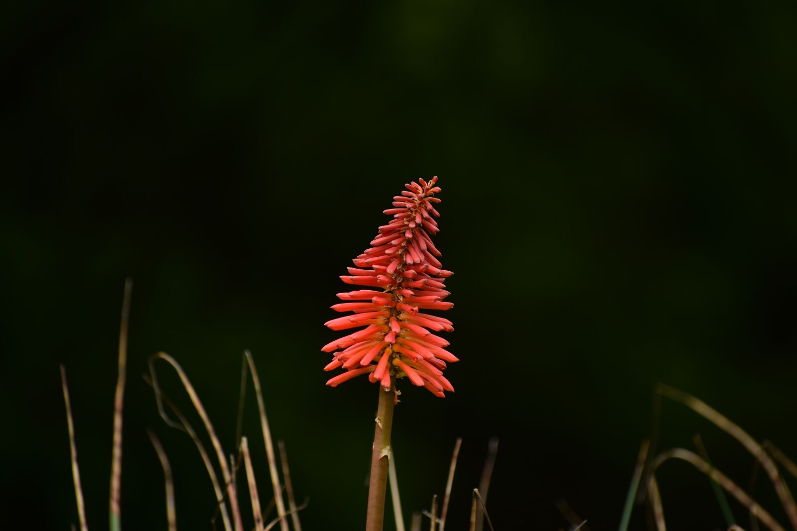 Nikon D3400 sample photo. Nature, flower, plant photography
