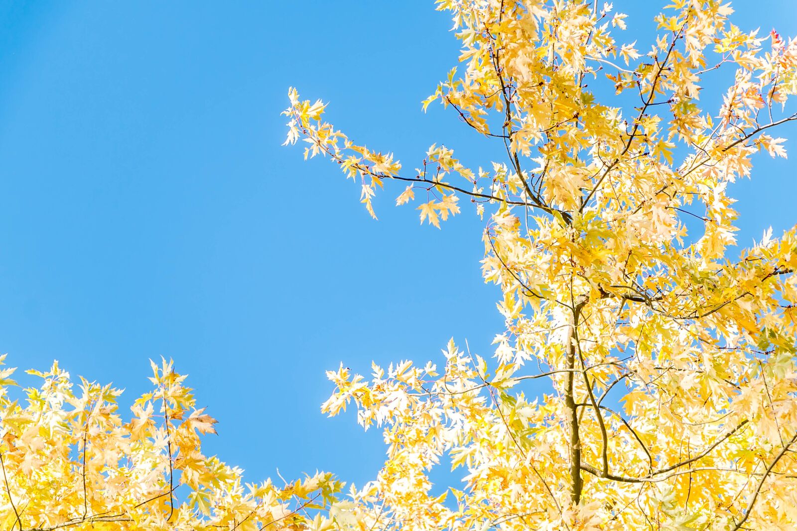 Canon EOS 70D sample photo. Tree, sun, blue sky photography