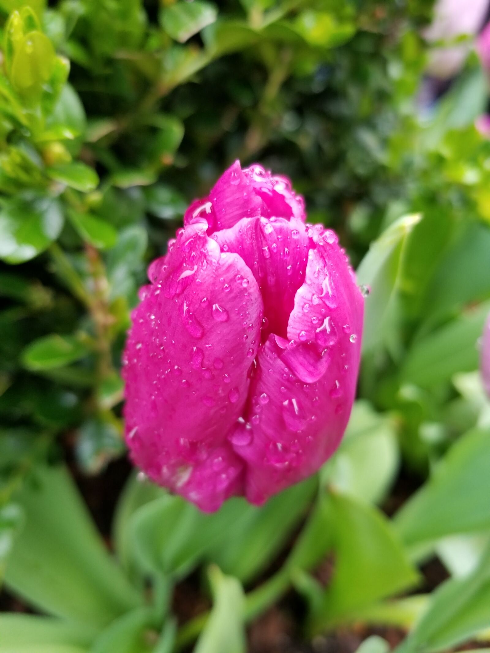 Samsung Galaxy S8 sample photo. Flower, tulip, tulips photography