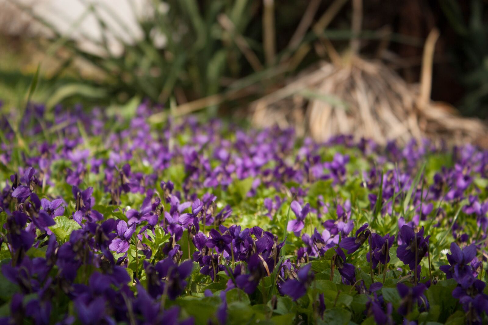 Canon EOS 450D (EOS Rebel XSi / EOS Kiss X2) sample photo. Violets, flowers, flower bed photography