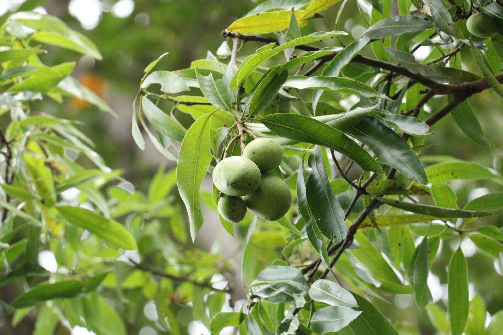 Canon EOS 250D (EOS Rebel SL3 / EOS Kiss X10 / EOS 200D II) sample photo. Mango, nature, green photography