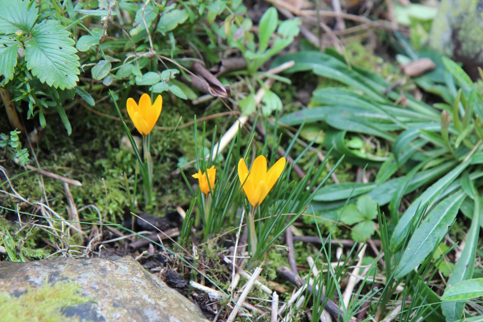 Canon EOS 600D (Rebel EOS T3i / EOS Kiss X5) sample photo. Crocus, crocus yellow, flowers photography