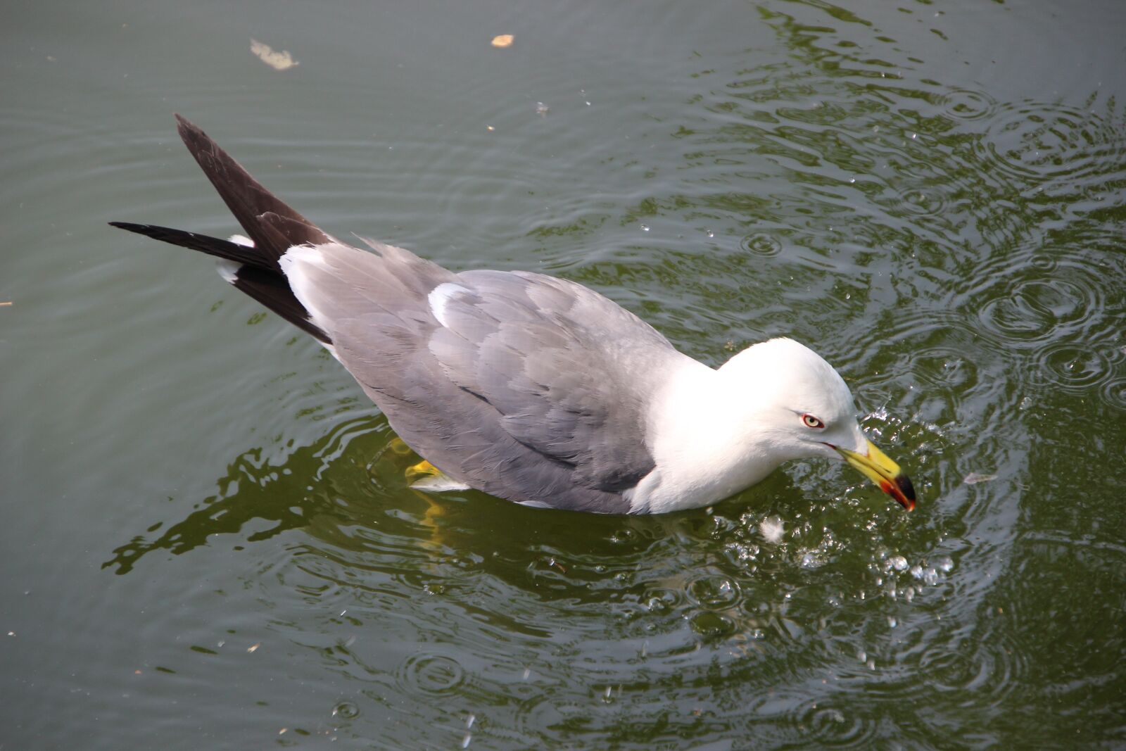 Canon EOS 600D (Rebel EOS T3i / EOS Kiss X5) sample photo. Sea mew, sea gull photography