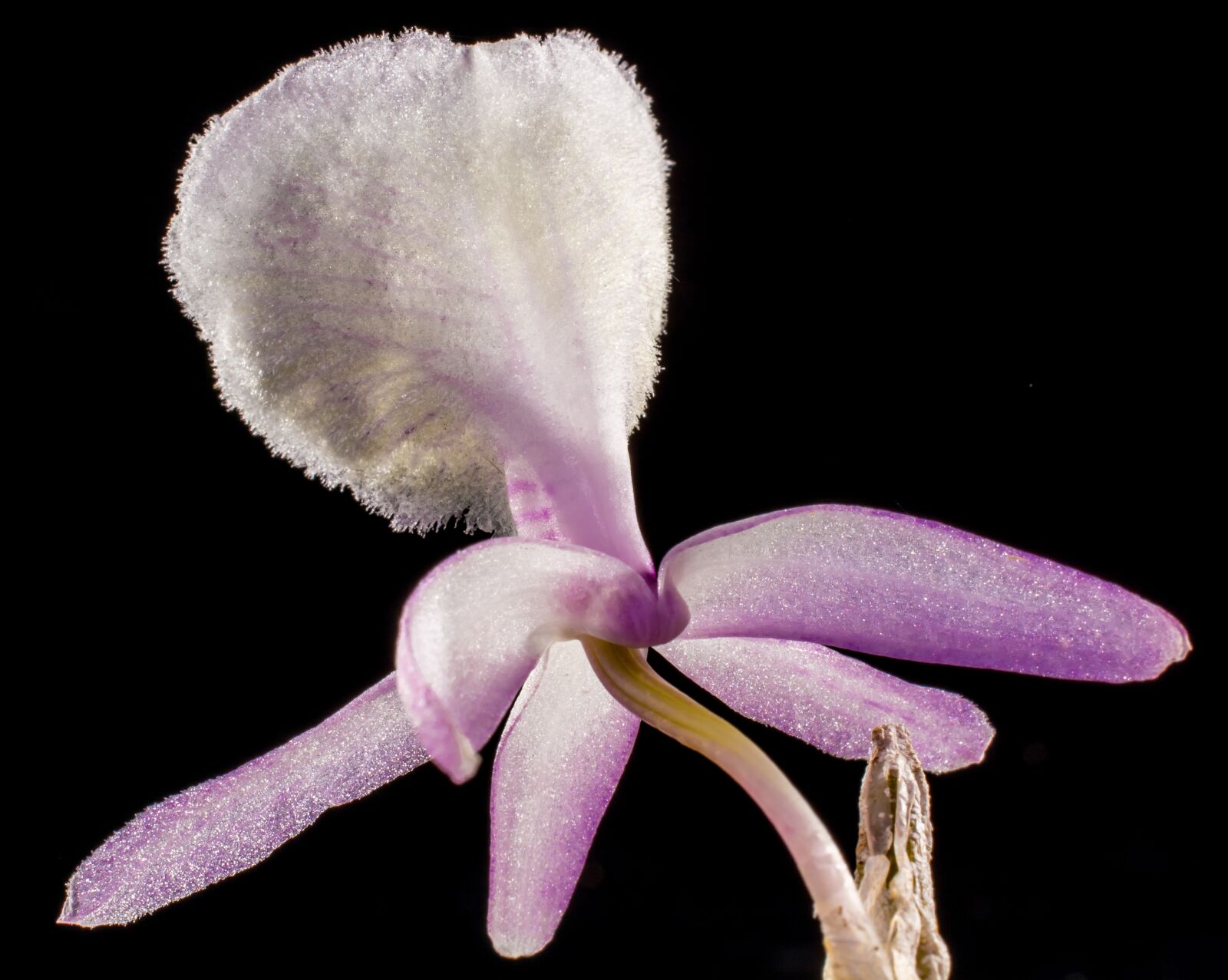 Nikon D5200 sample photo. Wild orchid, orchid, white photography