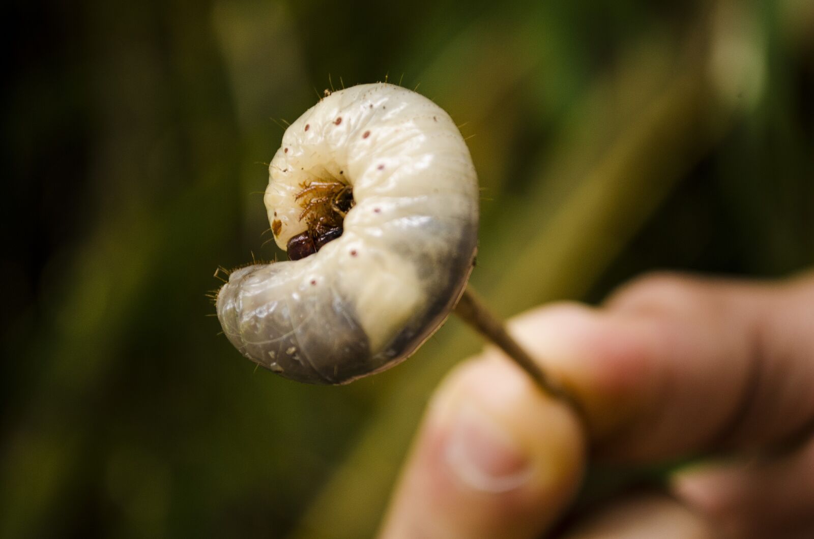 Nikon D5100 sample photo. Caterpillar, animals, bugs photography