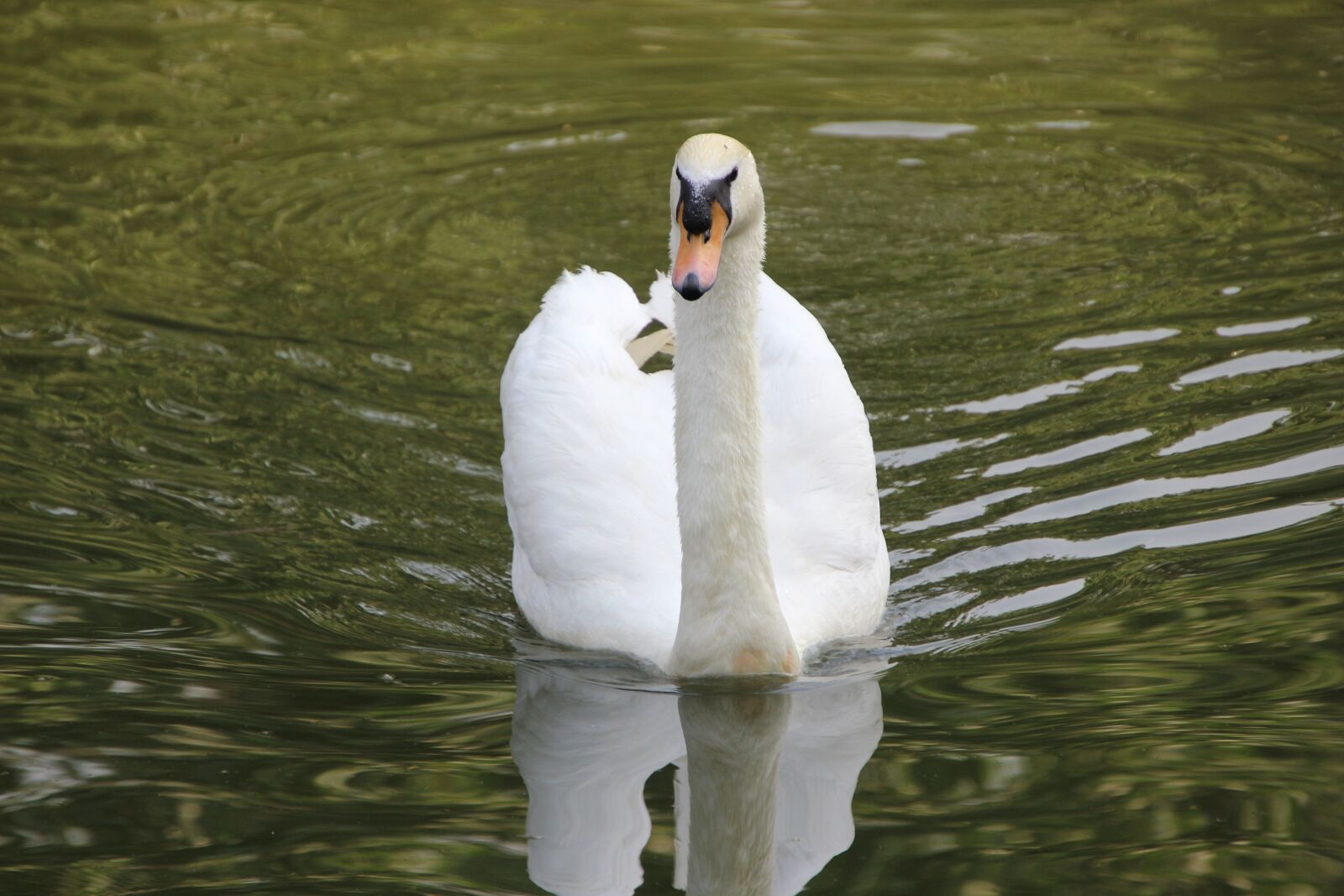 Canon EOS 600D (Rebel EOS T3i / EOS Kiss X5) sample photo. Swan, white swan, swimming photography