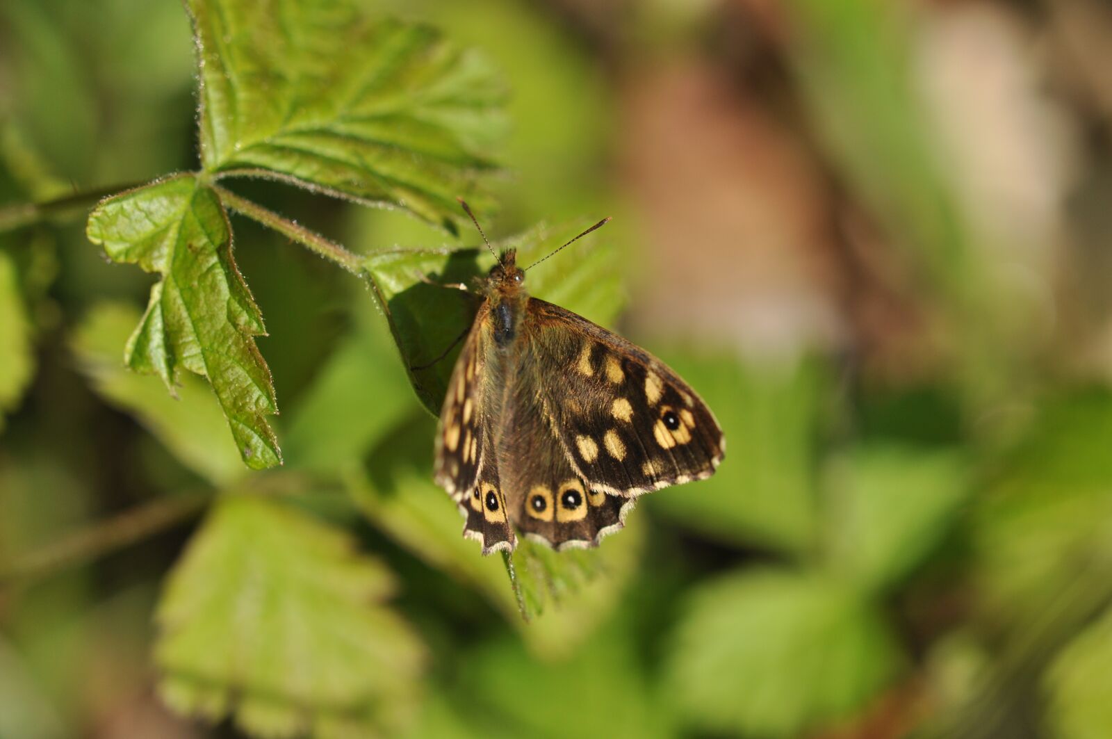 Nikon D5000 sample photo. Butterfly, speckled wood, bug photography