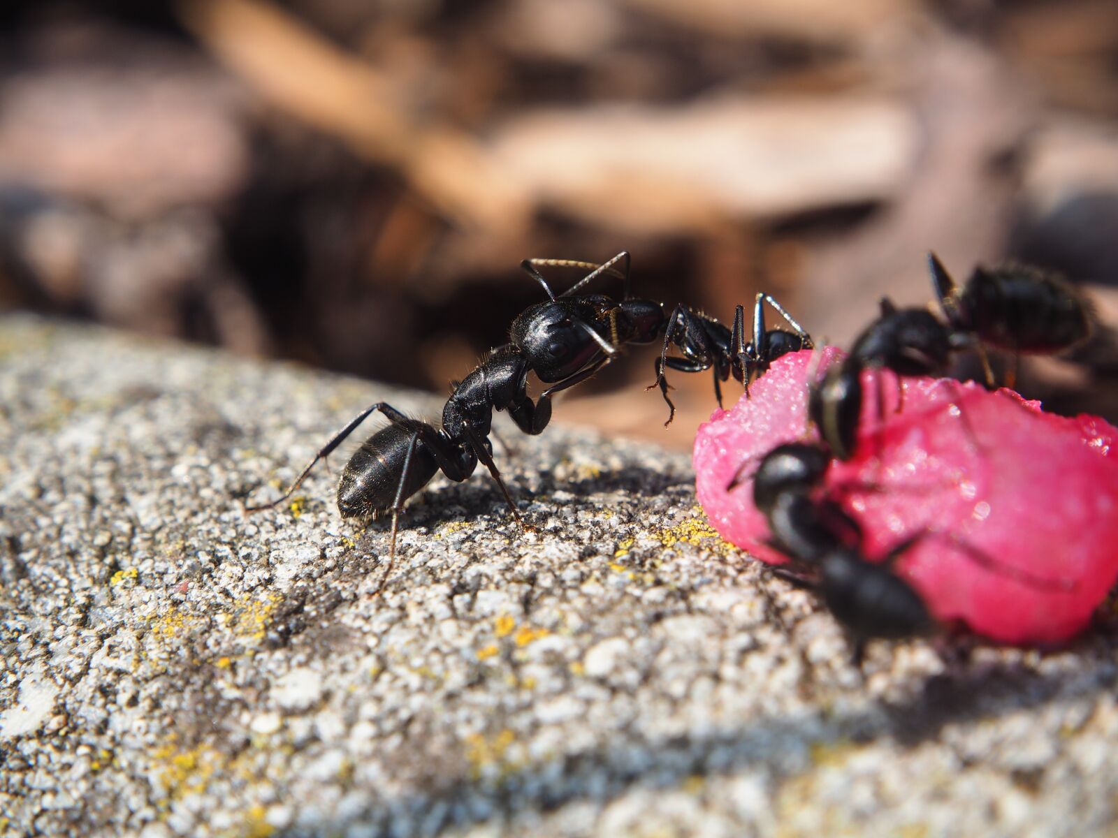 Olympus OM-D E-M10 sample photo. Ant, ants, insect photography