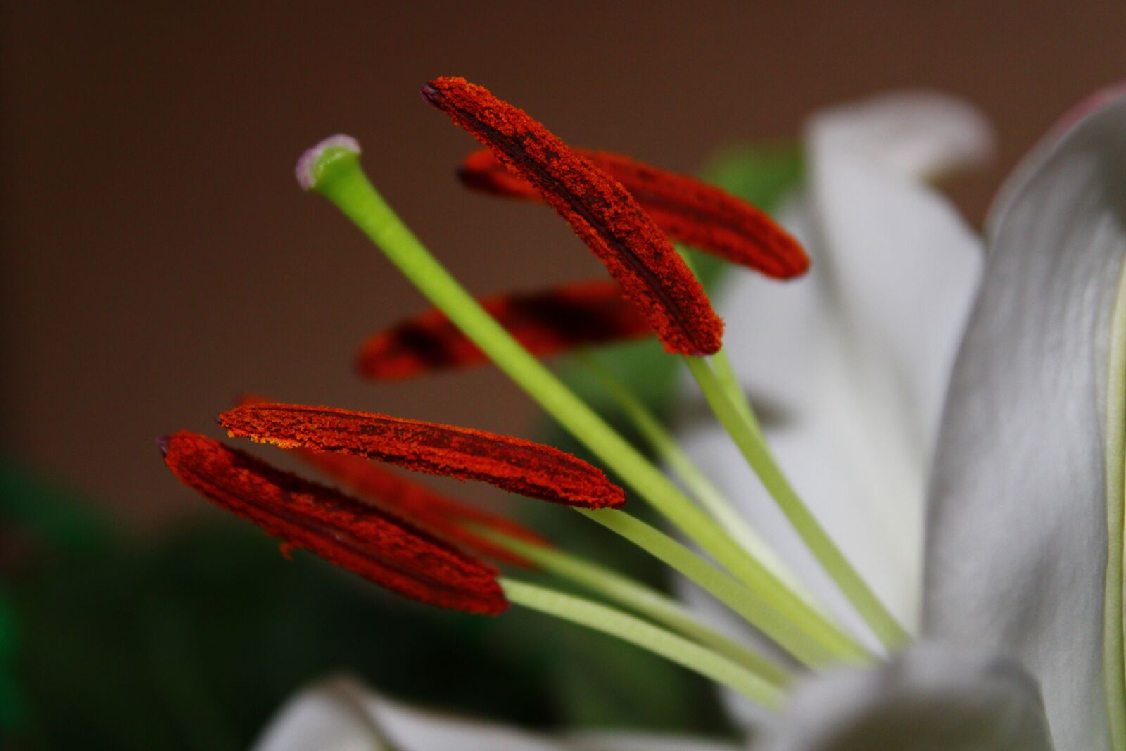 Canon EOS 2000D (EOS Rebel T7 / EOS Kiss X90 / EOS 1500D) sample photo. Lily, white, flower photography