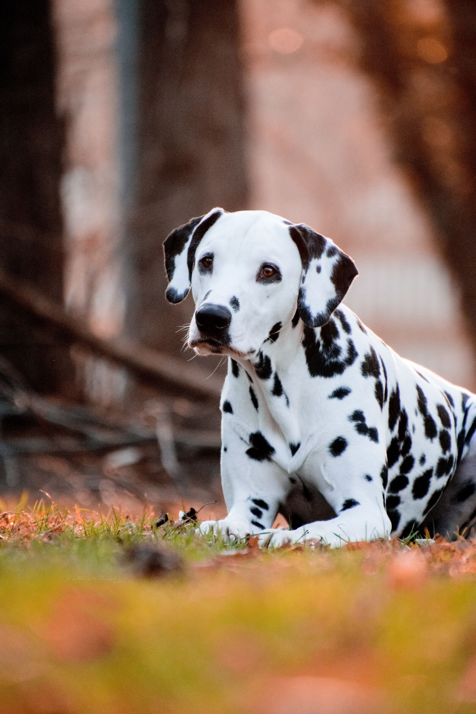 Nikon D3300 sample photo. Dog, cute, animal photography