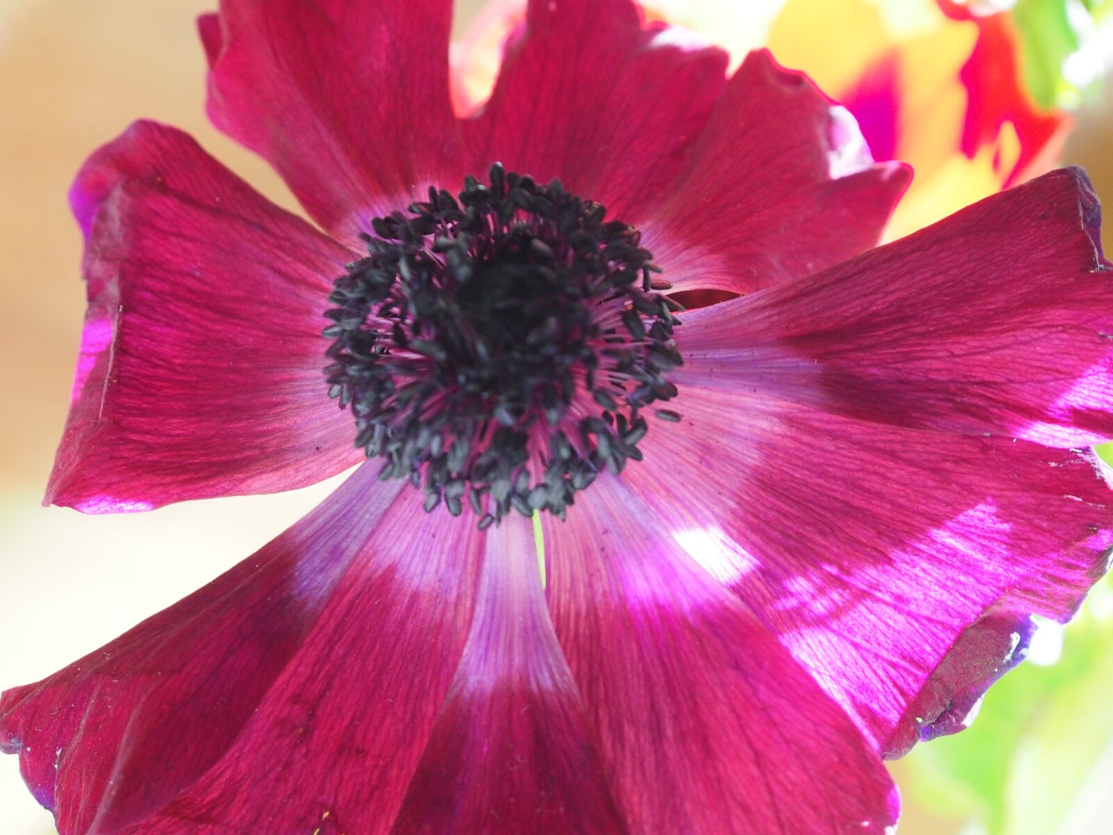Olympus OM-D E-M5 sample photo. Flowers, light, flowering photography