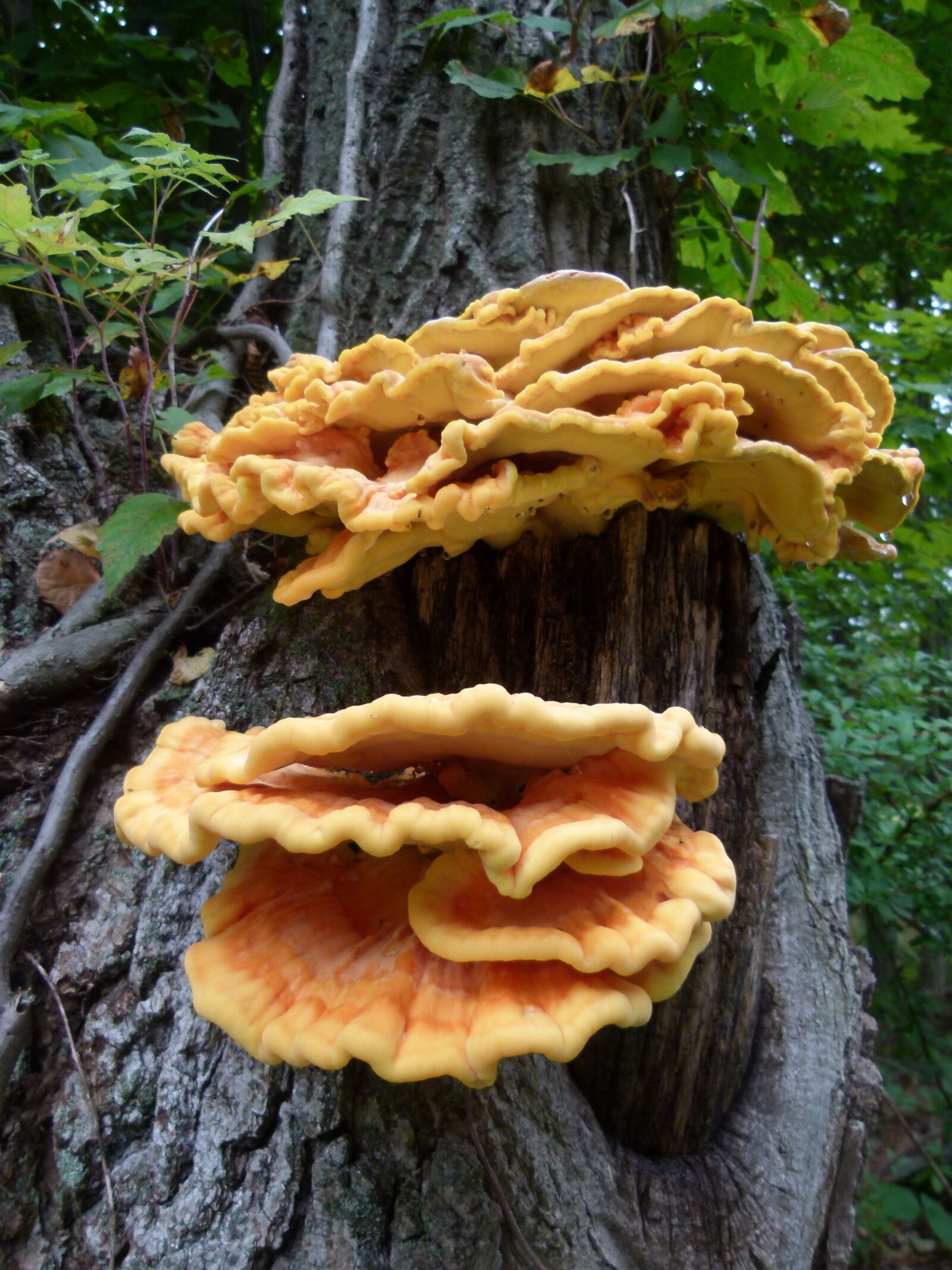 Panasonic Lumix DMC-FZ100 sample photo. Sulphur mushroom, sulphur shelf photography