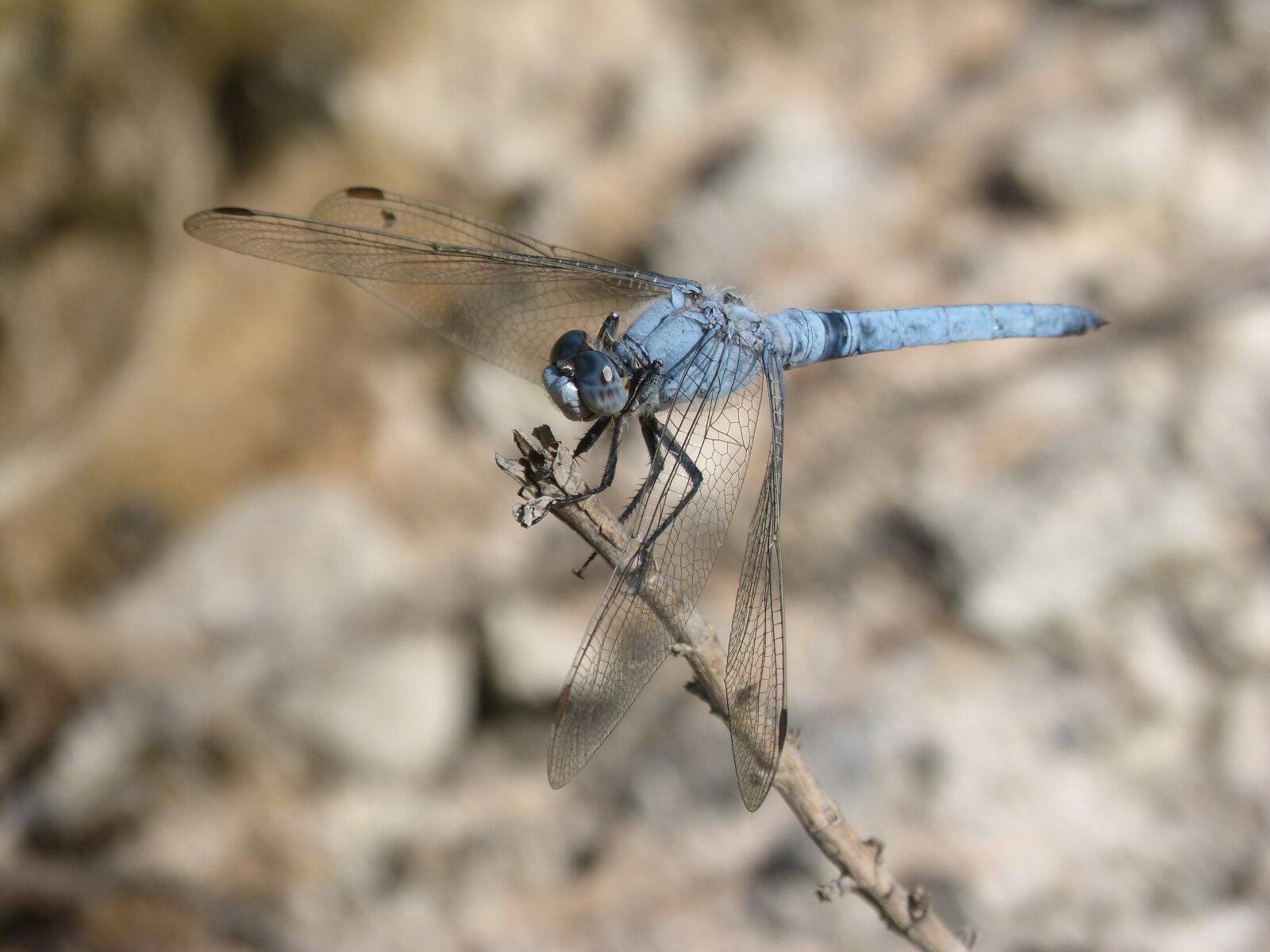 Panasonic DMC-FZ62 sample photo. Dragonfly, orthetrum brunneum, blue photography