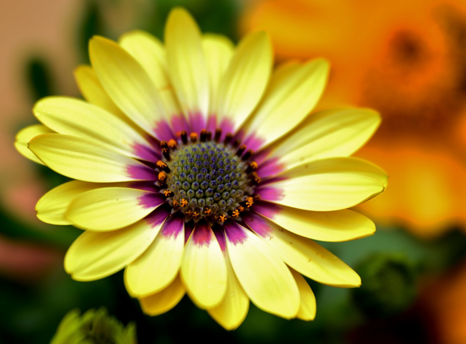 Nikon D600 sample photo. Spanish margriet, flower, nature photography