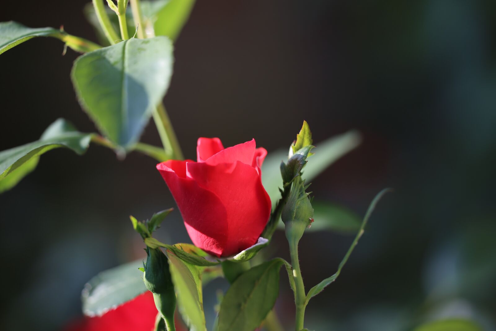 Canon EOS 6D sample photo. Rose, flower, natur photography