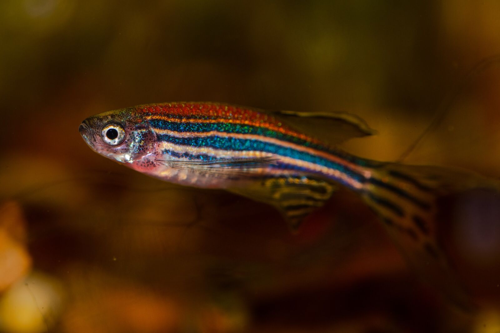 Nikon D7500 sample photo. Danio rerio, zebrafish, small photography