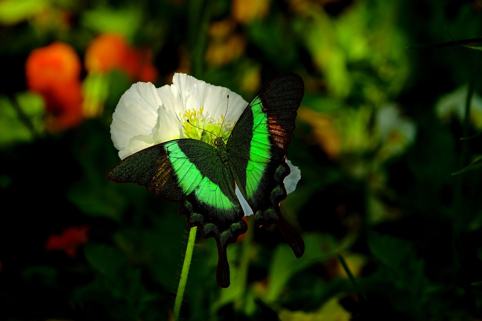 Sony Cyber-shot DSC-RX10 III sample photo. Nature, flower, plant photography