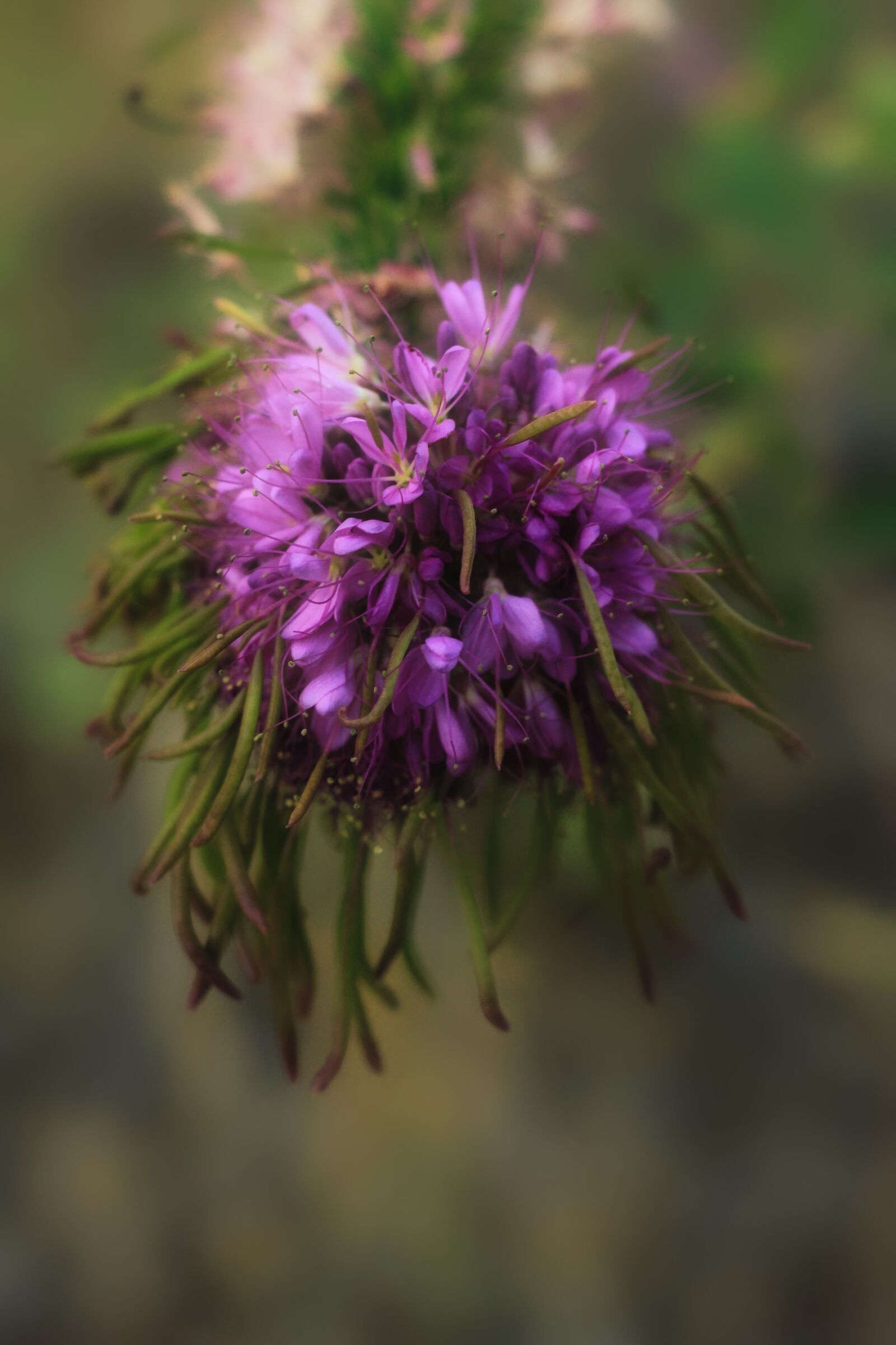 Canon EOS 550D (EOS Rebel T2i / EOS Kiss X4) sample photo. Wildflower, purple, nature photography