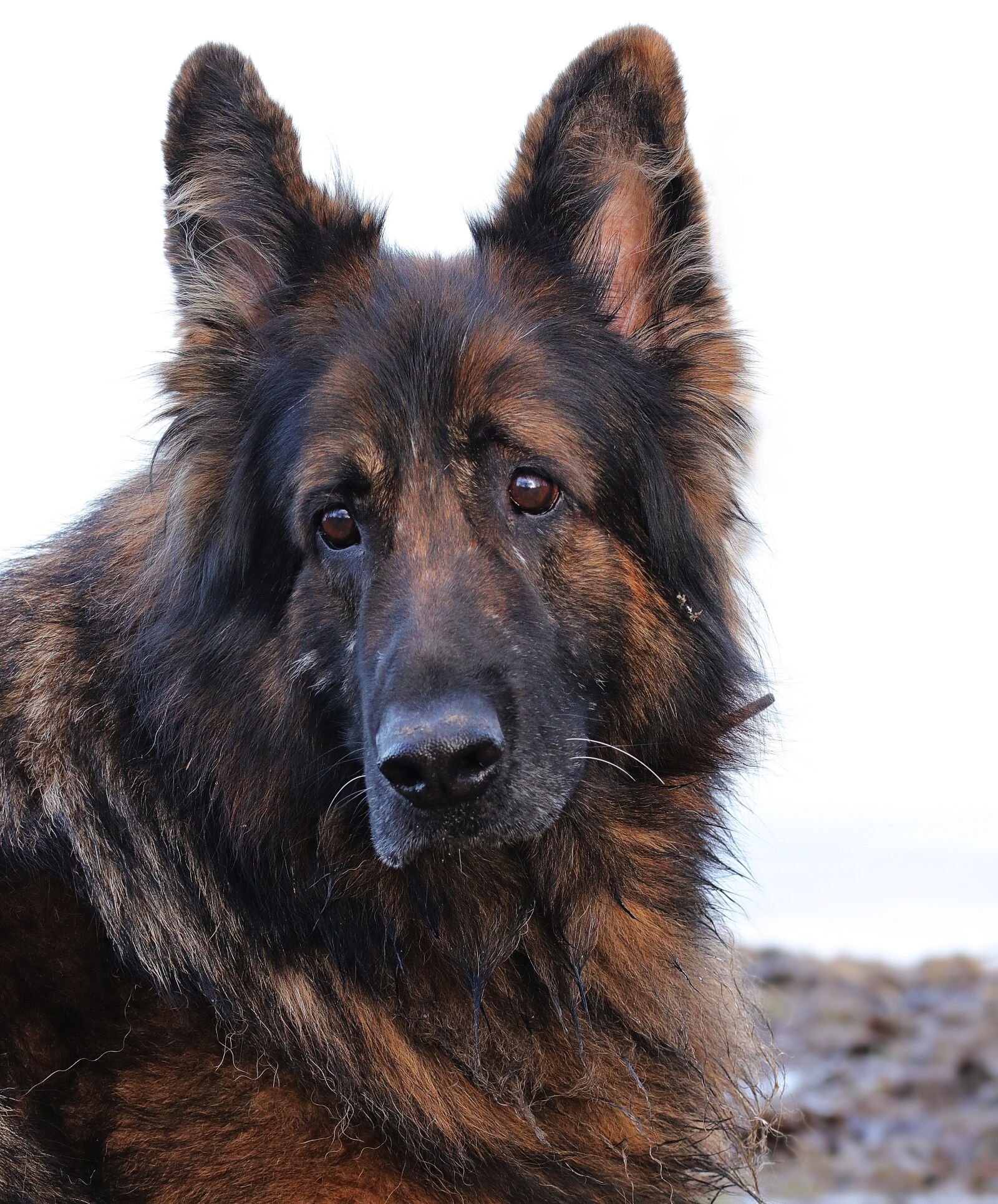 Canon EOS 80D sample photo. Dog, sch fer dog photography