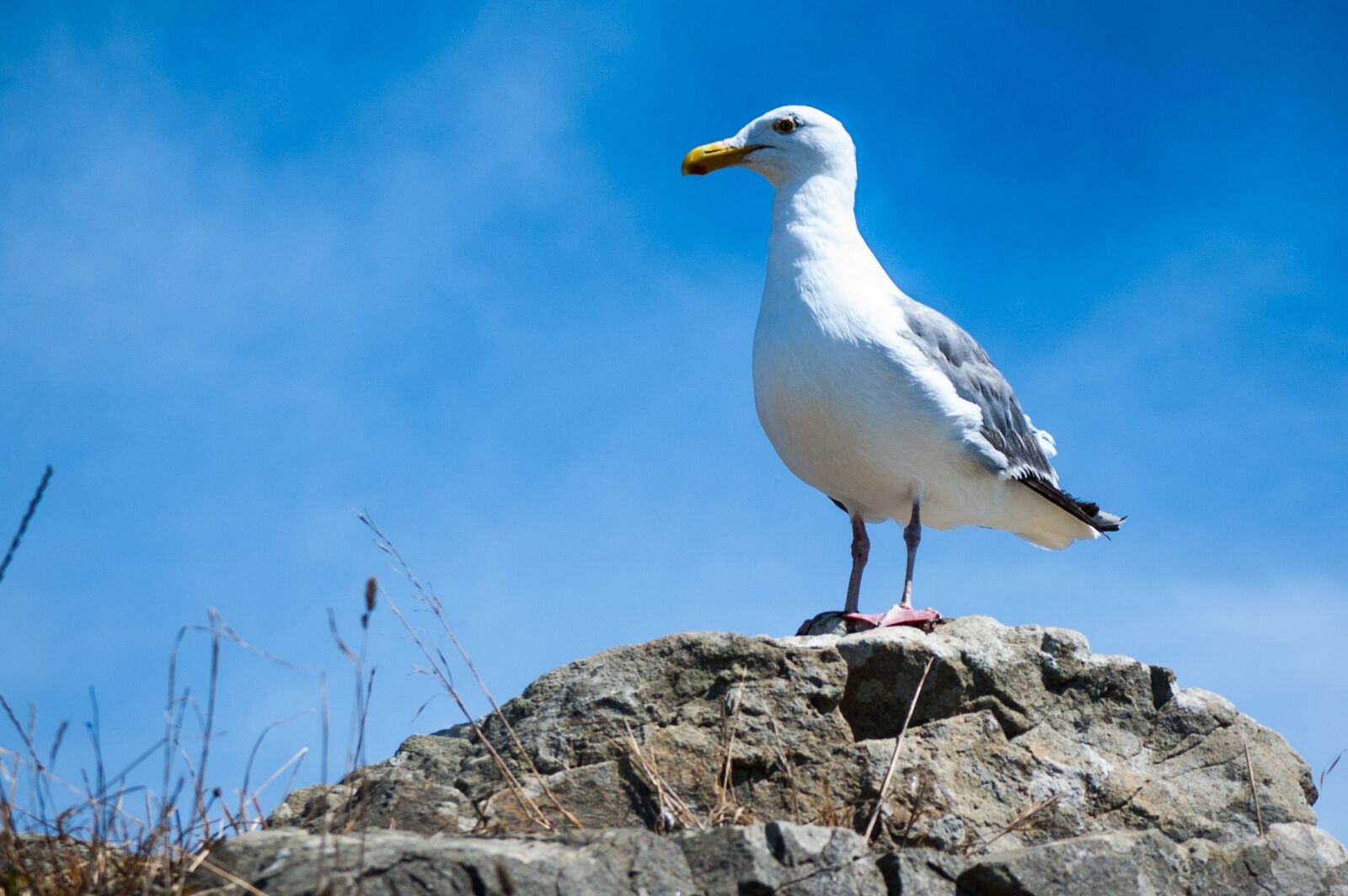 Nikon D40 sample photo. Seagull, summer, flight photography