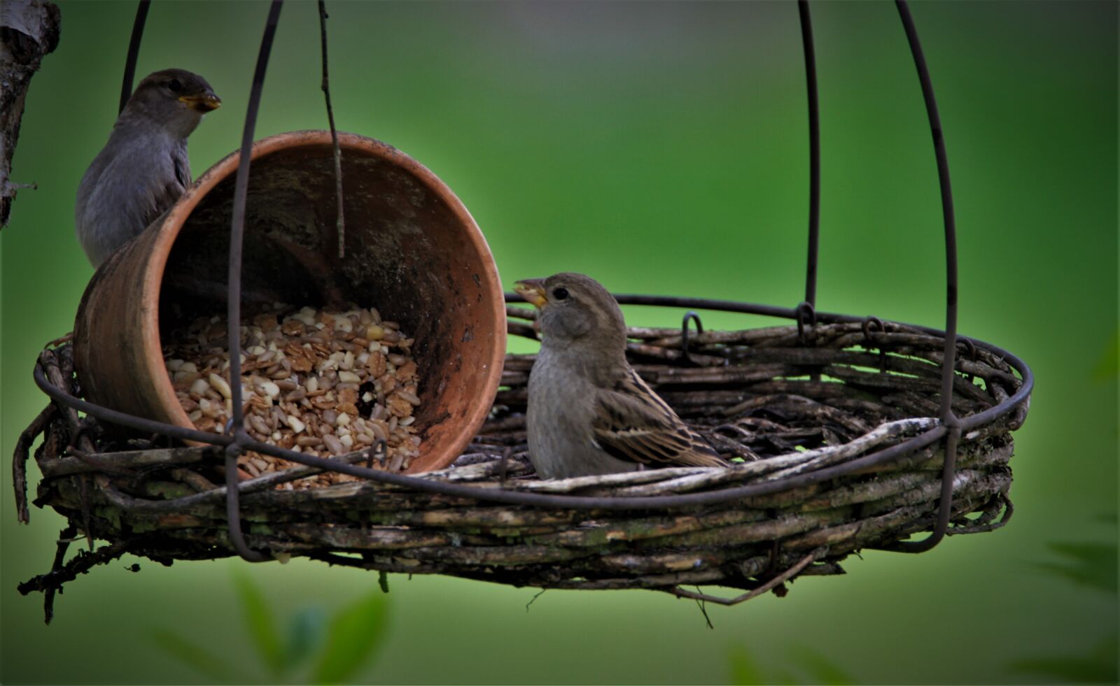 Canon EOS 7D sample photo. Sparrow, bird, songbird photography