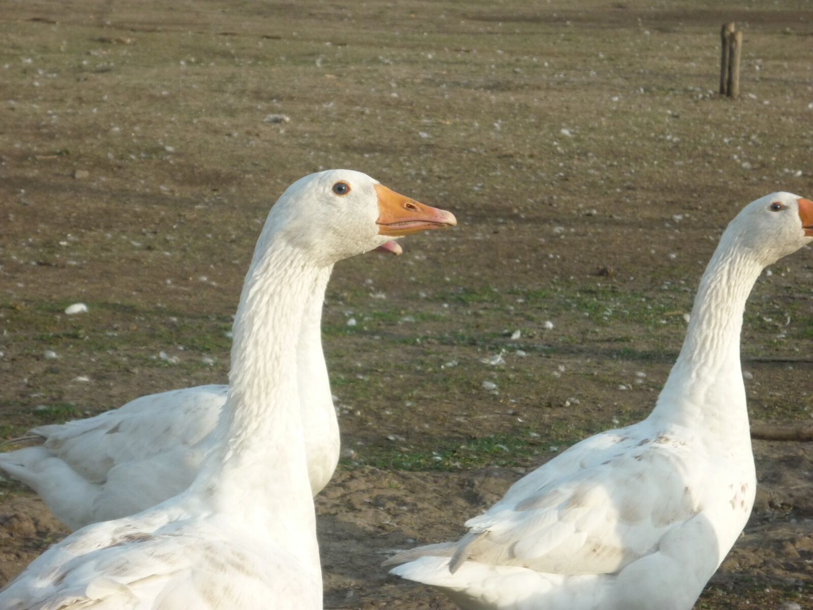 Panasonic DMC-FS42 sample photo. Geese, village, animal photography