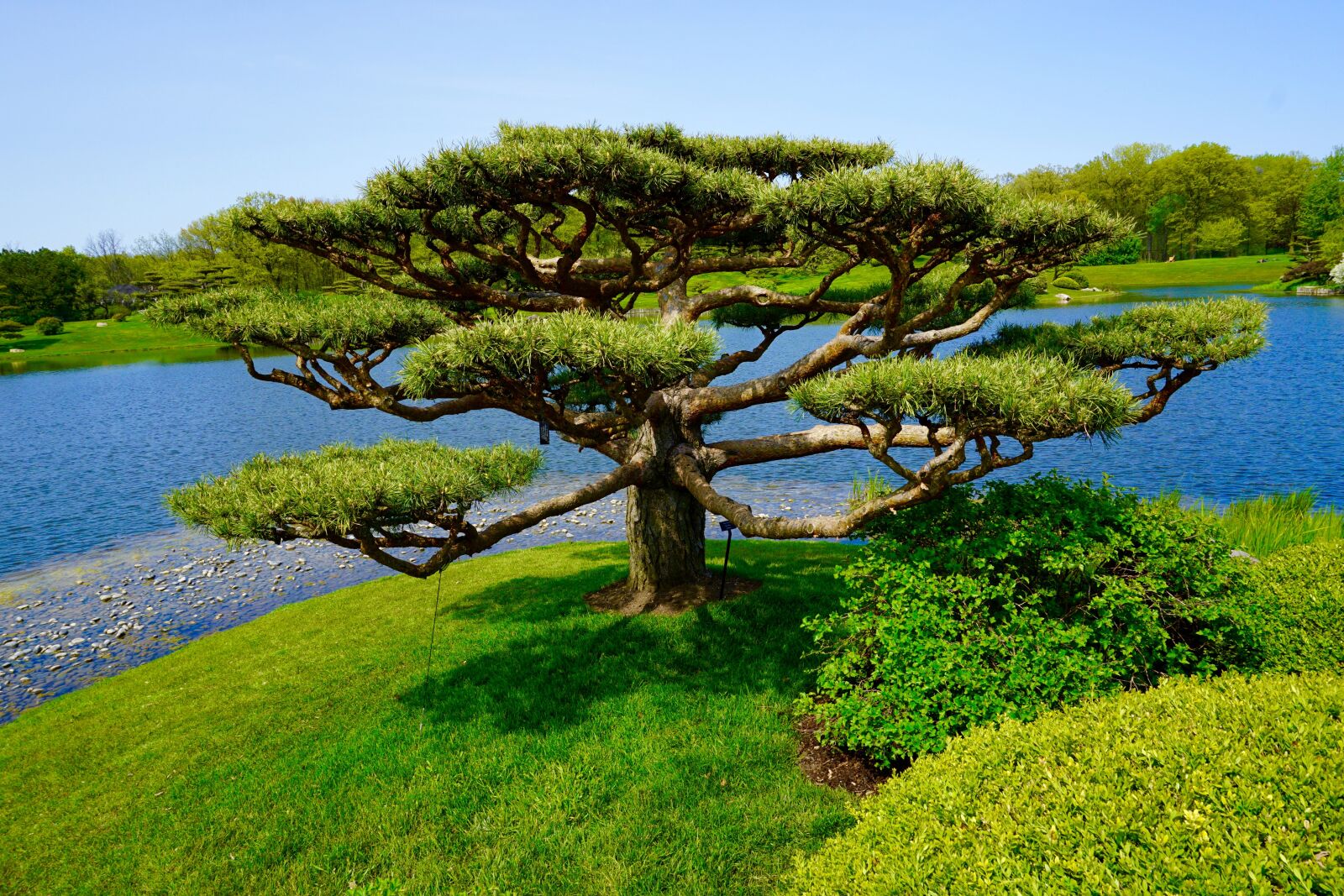Sony a5100 sample photo. Tree, japanese garden, landscape photography