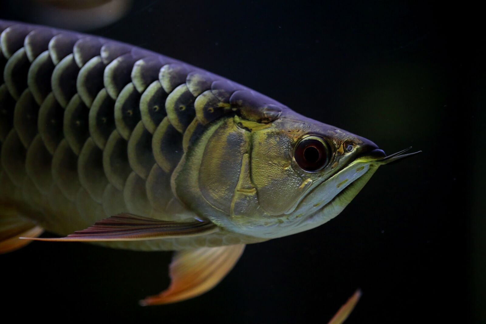 Canon EOS 5D Mark III sample photo. A, asian use, dragon photography