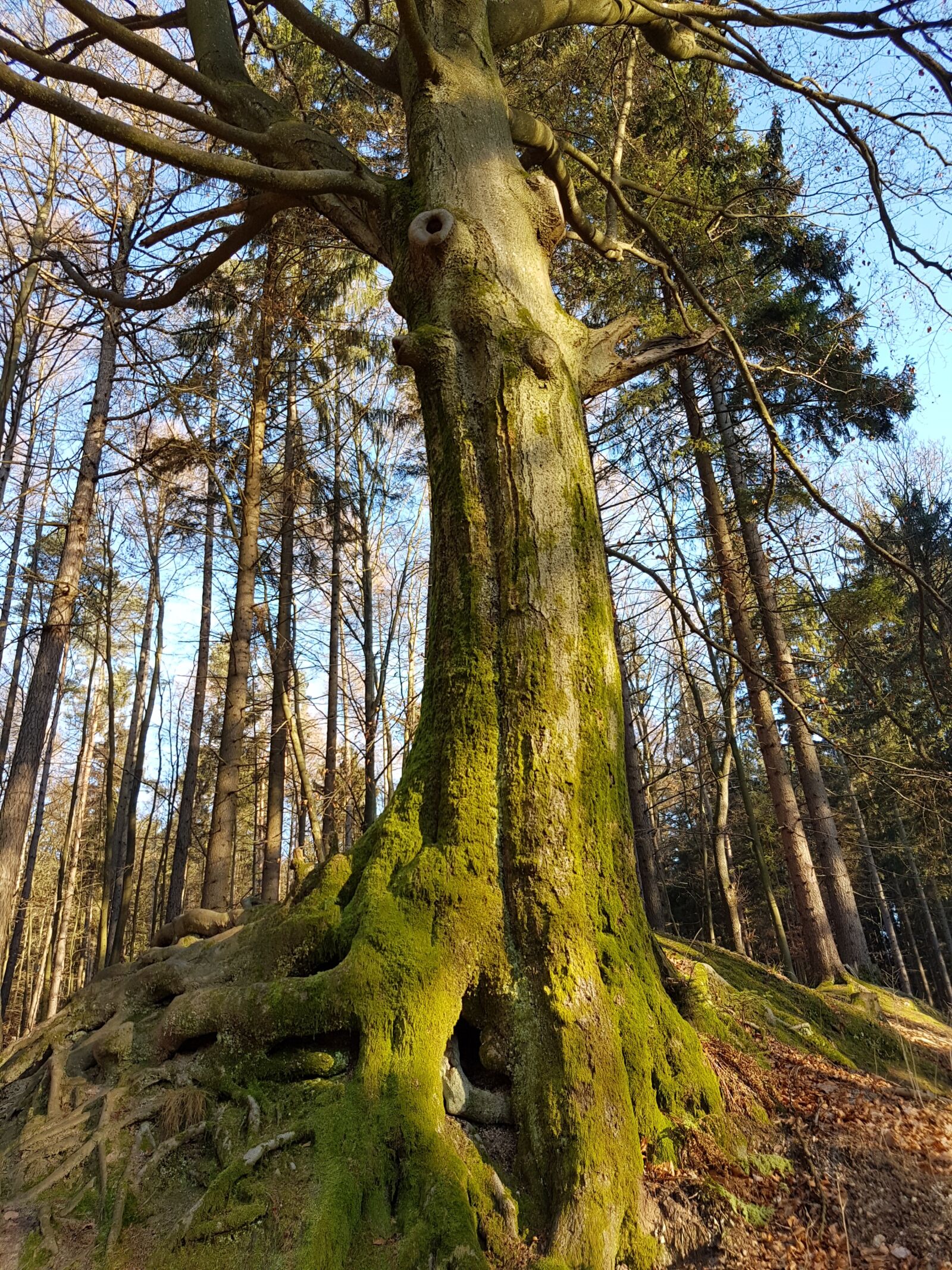 Samsung Galaxy S7 sample photo. Force, tree, forest photography