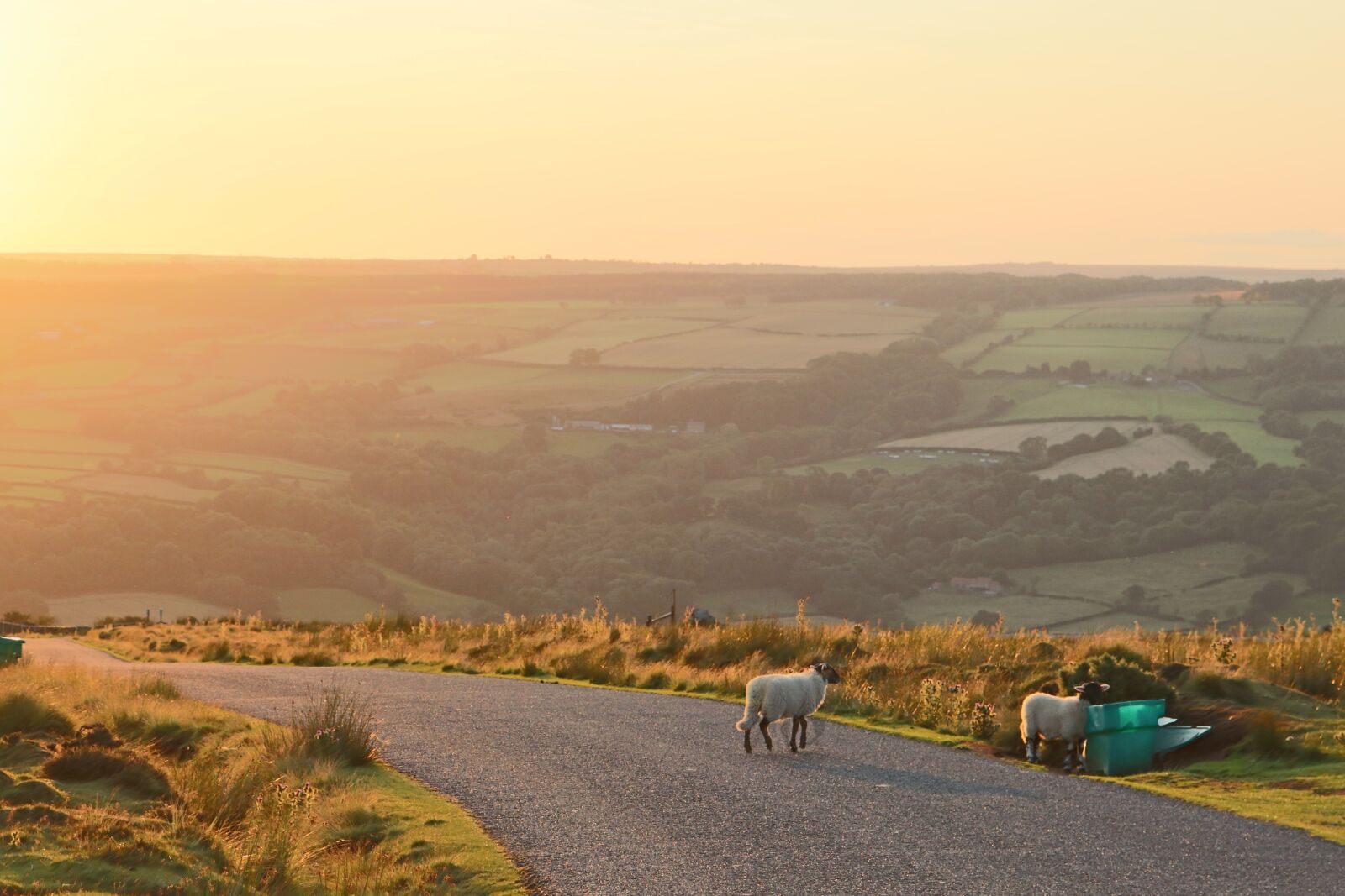 Canon EOS 77D (EOS 9000D / EOS 770D) sample photo. Yorkshire, sheep, road photography
