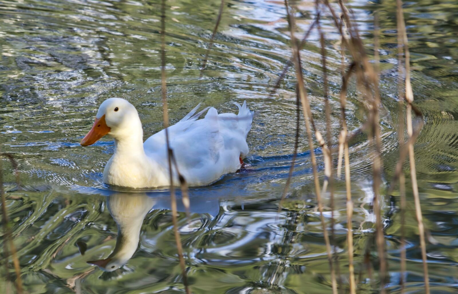 Nikon D5200 sample photo. Duck, lake, nature photography
