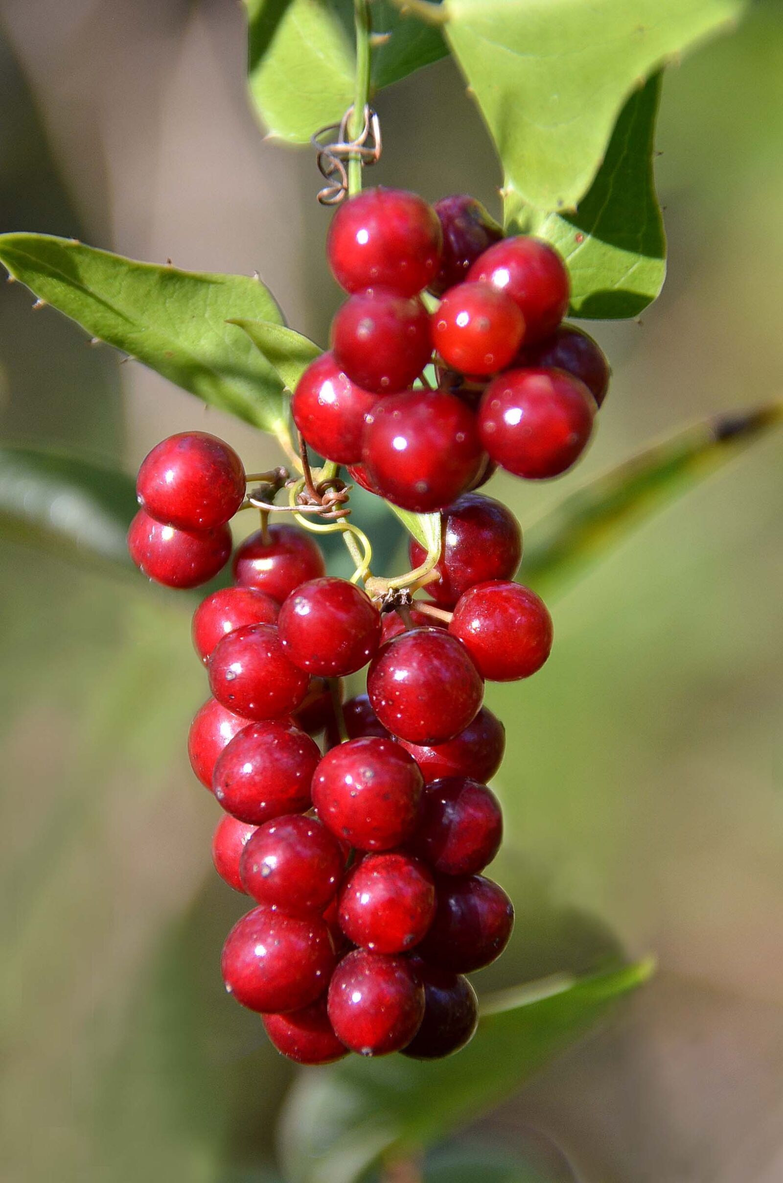 Nikon D7000 sample photo. Cluster, red, berries photography