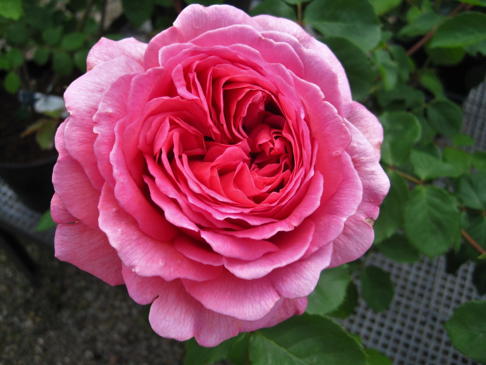 Canon PowerShot SD1200 IS (Digital IXUS 95 IS / IXY Digital 110 IS) sample photo. Floribunda, rose, filled photography