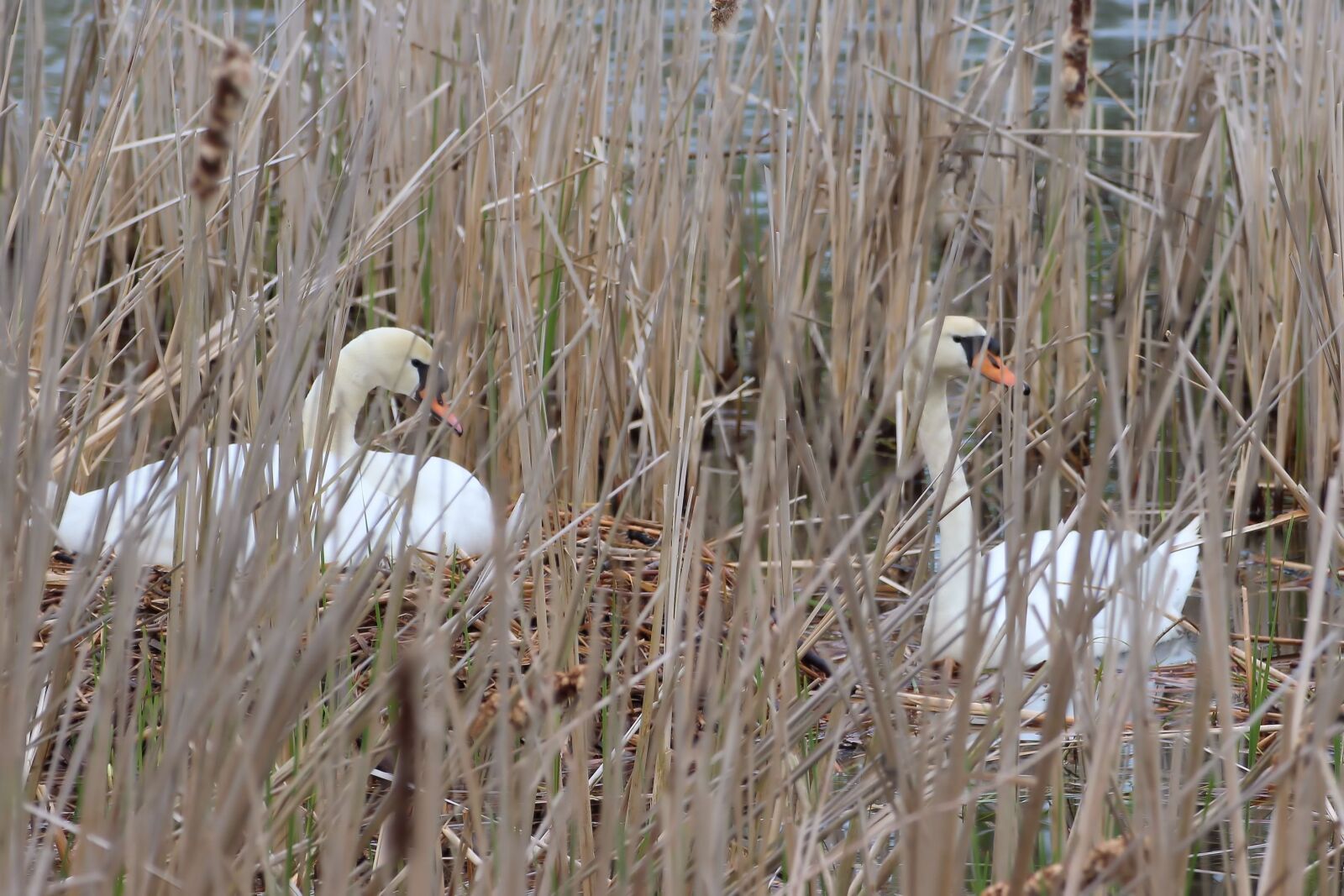 Canon EOS 600D (Rebel EOS T3i / EOS Kiss X5) sample photo. Swans, reed, breed photography