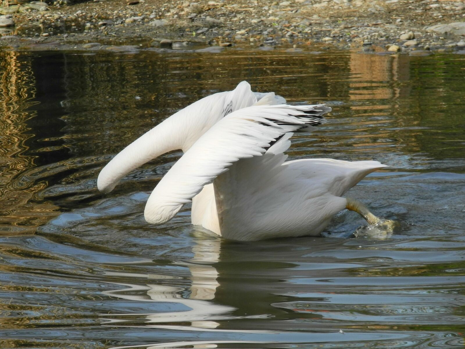 Nikon Coolpix P7100 sample photo. Pelikan, water, mirroring photography