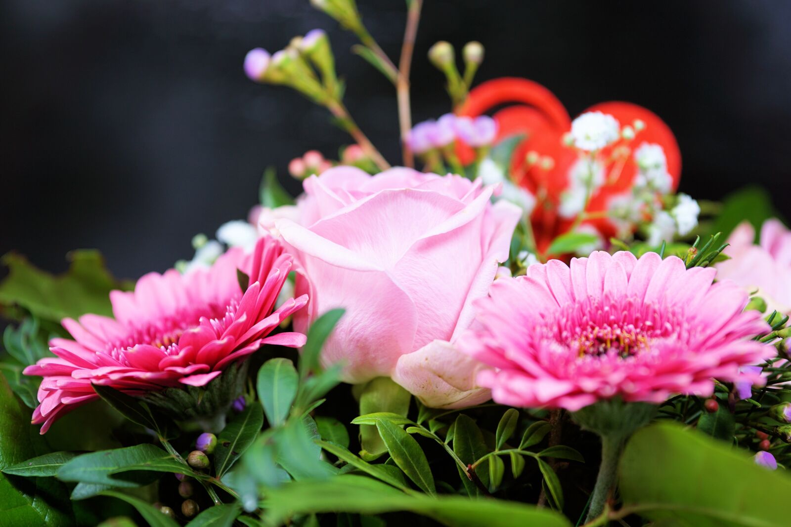 Sony a6000 + E 60mm F2.8 sample photo. Rose, flower, blossom photography