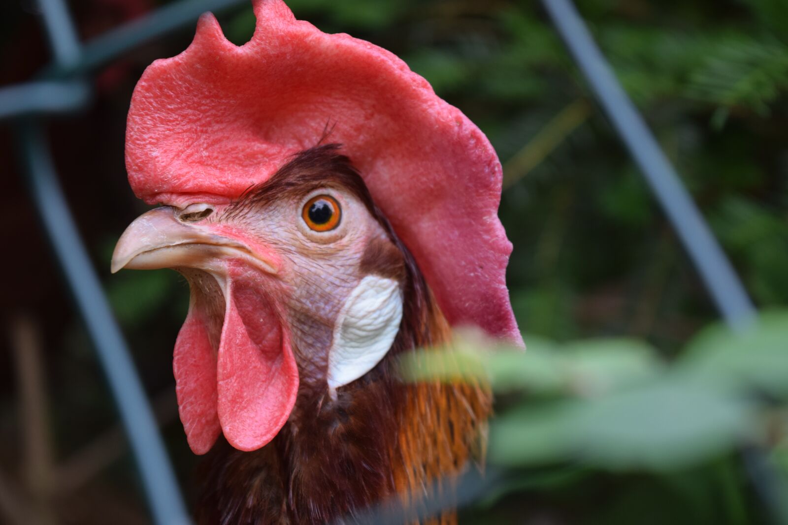 Nikon D3300 sample photo. Chicken, hen, poultry photography