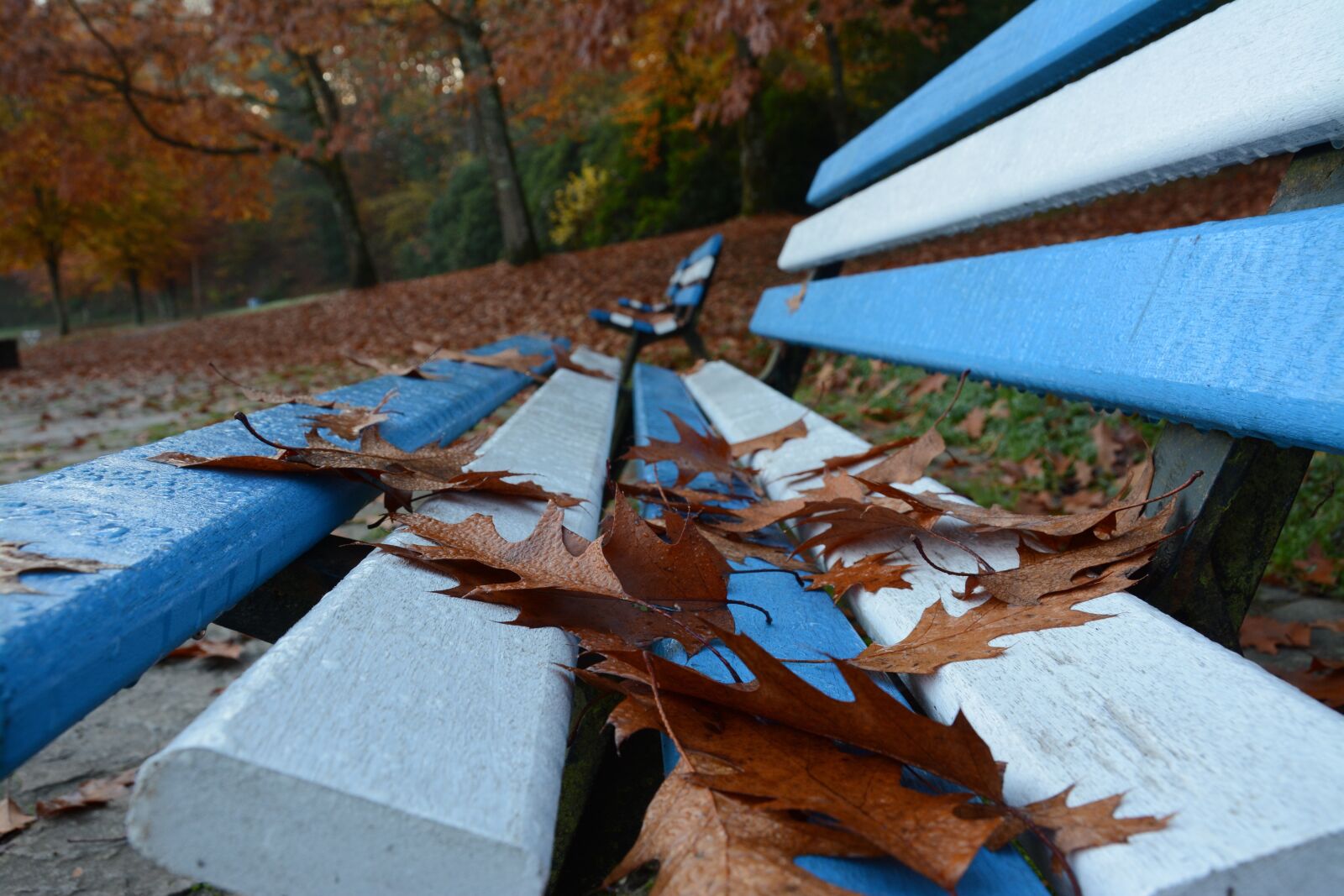 Nikon D7100 sample photo. Bench, park, seat photography