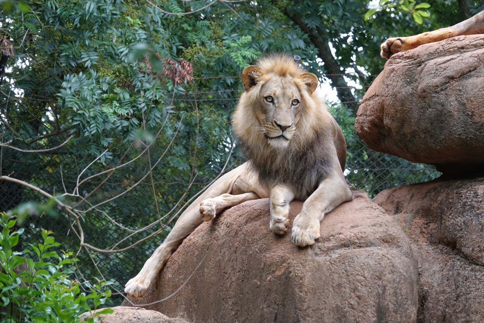 Sony Cyber-shot DSC-RX10 III sample photo. Lion, king of beast photography