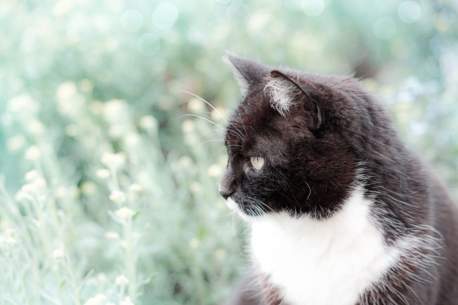 Canon EF 70-300 F4-5.6 IS II USM sample photo. Cat, domestic cat, garden photography
