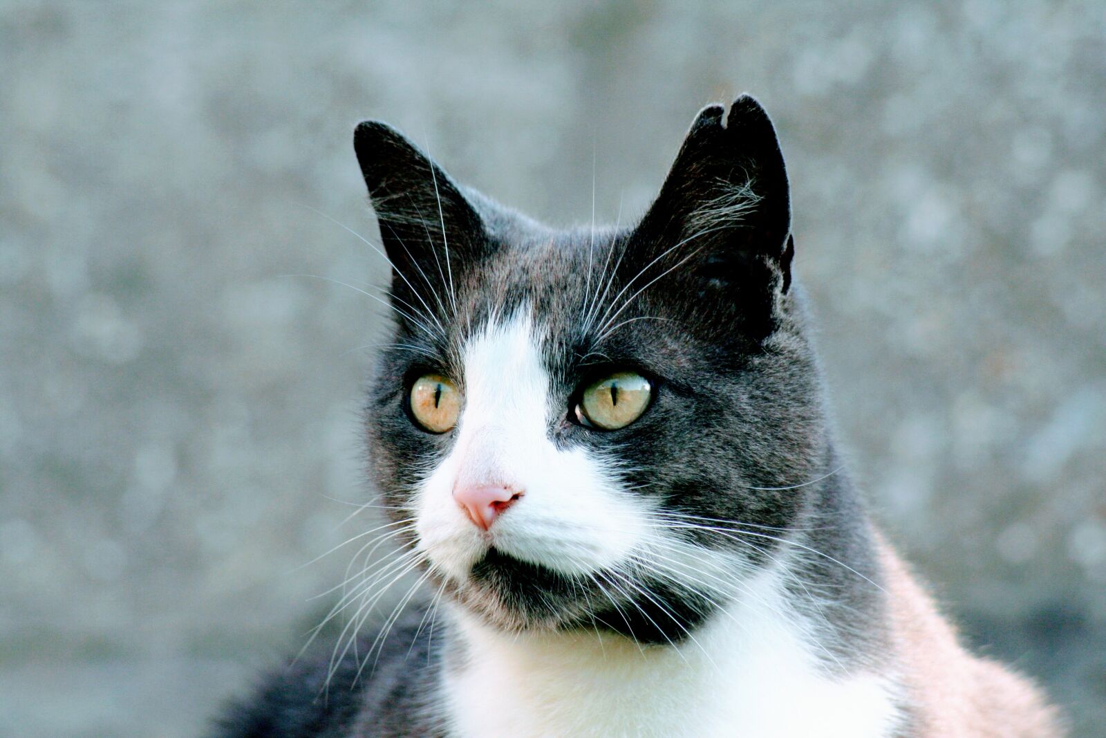 Canon EF 70-210mm f/4 sample photo. Cat photography