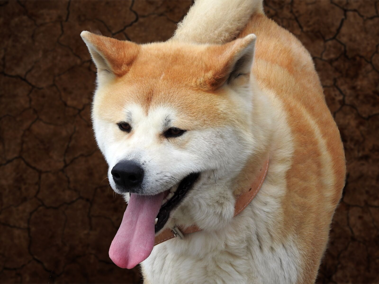 Nikon Coolpix P900 sample photo. Dog, cute, white photography