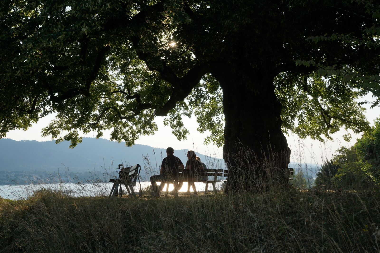 Sony ILCA-77M2 + Sony DT 16-50mm F2.8 SSM sample photo. Lake, tree, bank photography