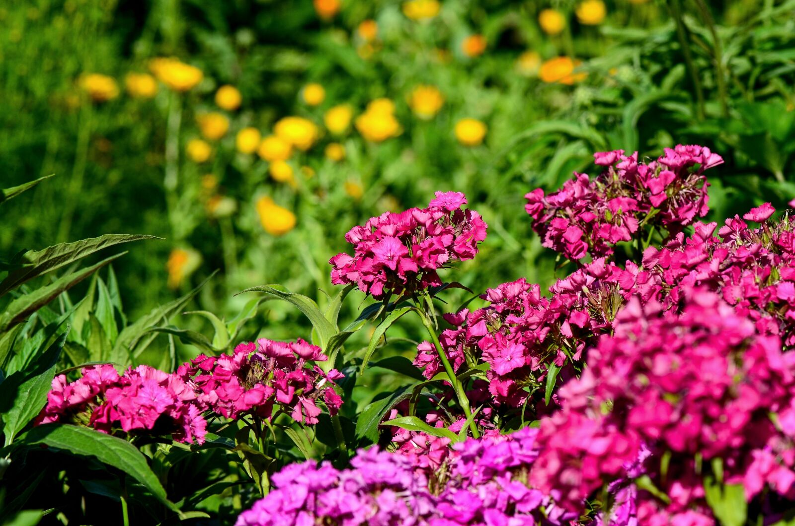 Nikon D7000 sample photo. Bart cloves, nature, dianthus photography